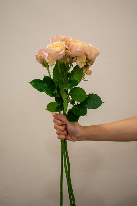 SPRAY ROSE SAHARA SENSATION