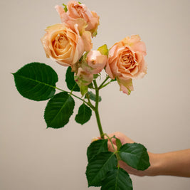 SPRAY ROSE SAHARA SENSATION