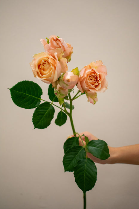 SPRAY ROSE SAHARA SENSATION