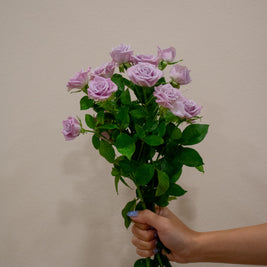 SPRAY ROSE SILVER SHADOW