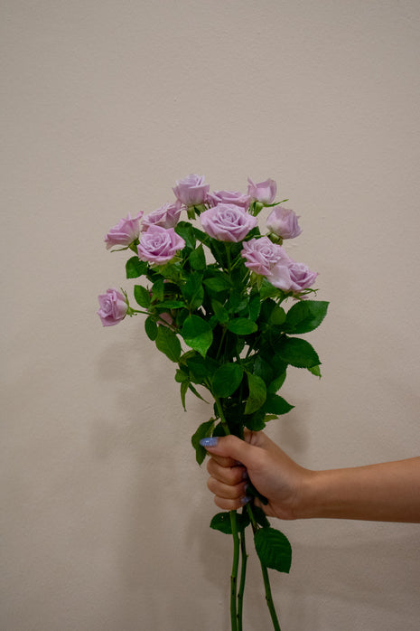 SPRAY ROSE SILVER SHADOW