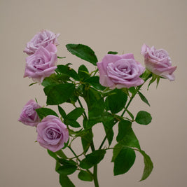 SPRAY ROSE SILVER SHADOW
