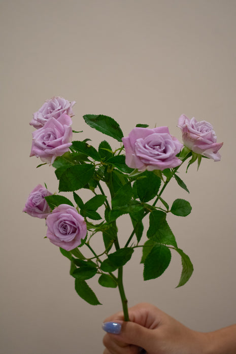 SPRAY ROSE SILVER SHADOW