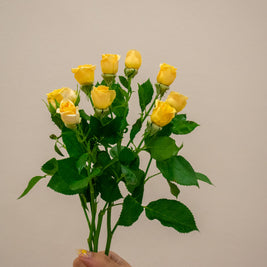 SPRAY ROSE TRINITY