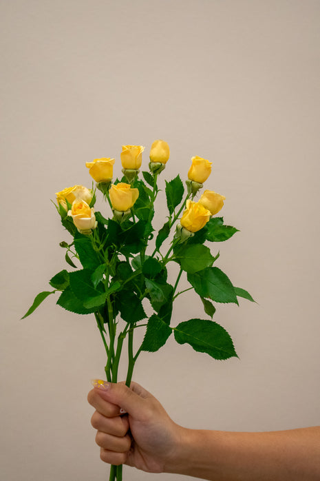 SPRAY ROSE TRINITY