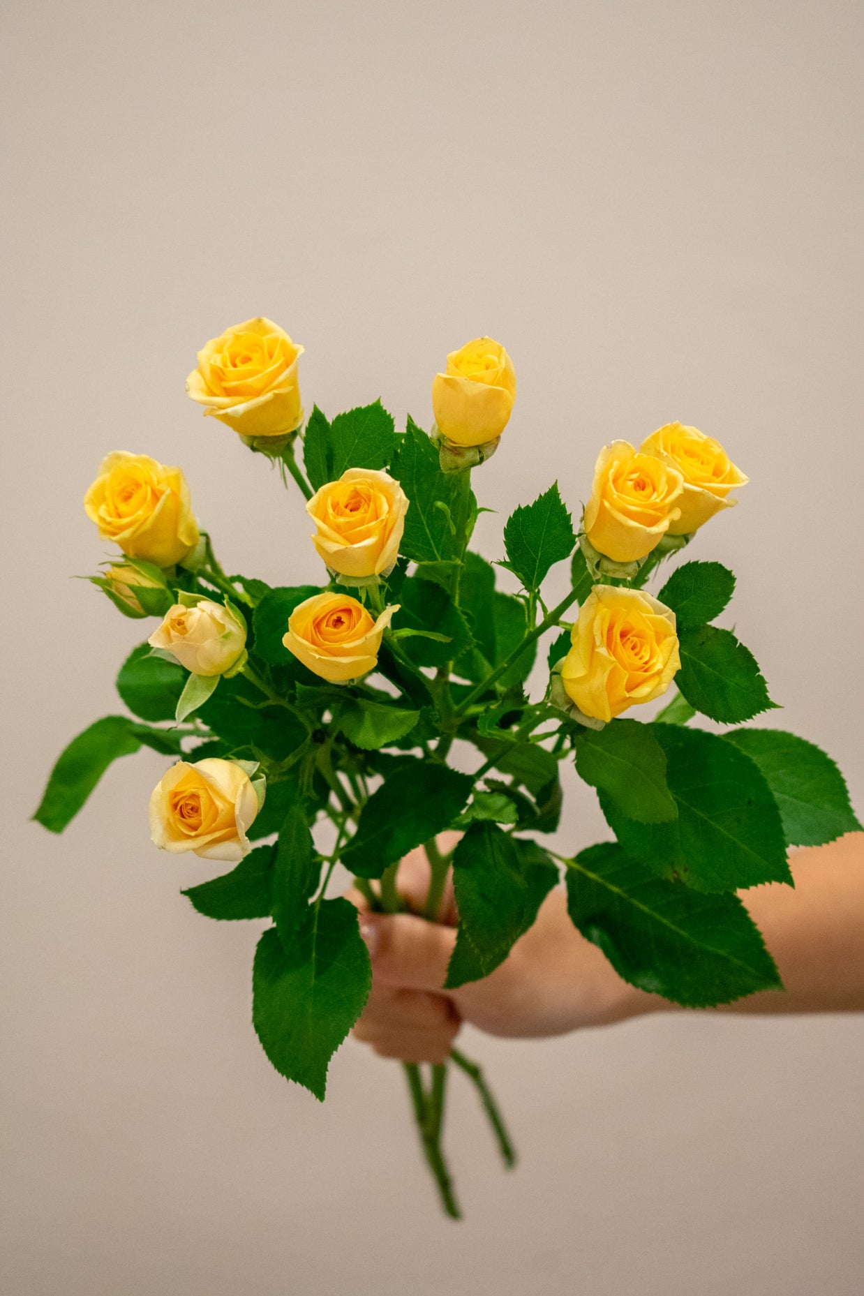 SPRAY ROSE TRINITY