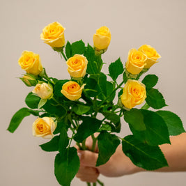 SPRAY ROSE TRINITY