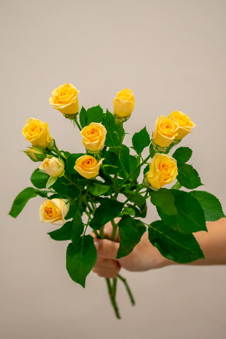 SPRAY ROSE TRINITY
