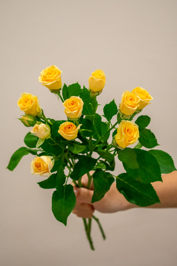 SPRAY ROSE TRINITY