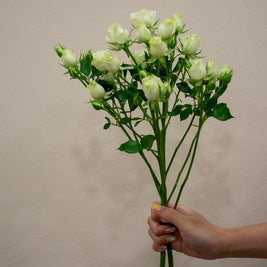 SPRAY ROSE WHITE