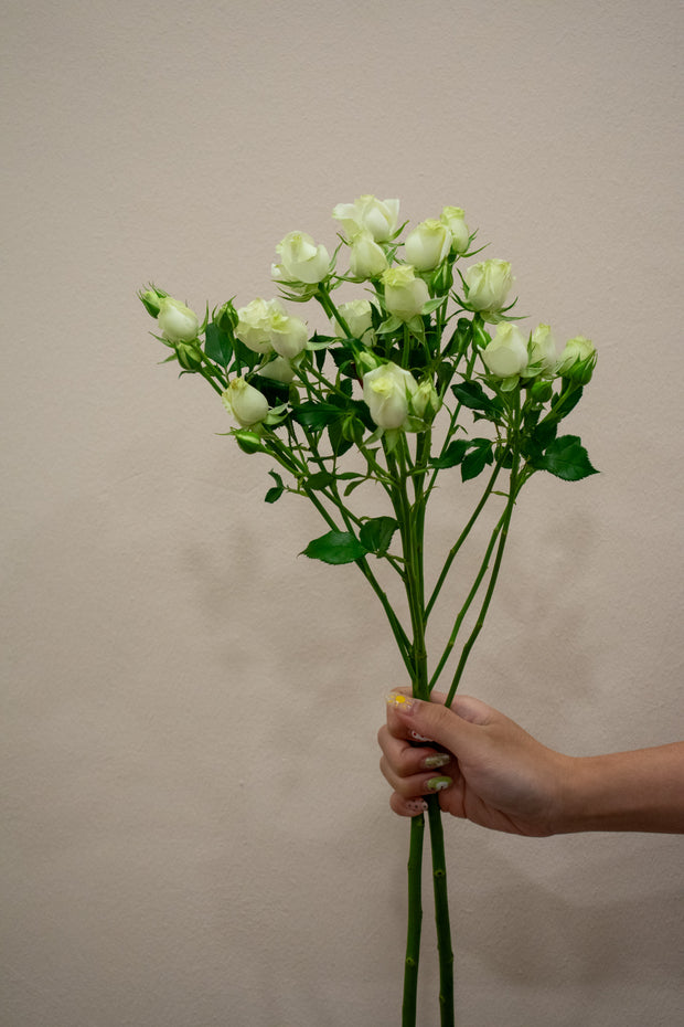 SPRAY ROSE WHITE