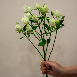 SPRAY ROSE WHITE
