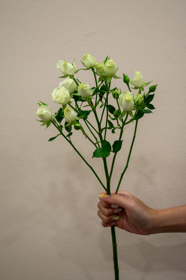 SPRAY ROSE WHITE