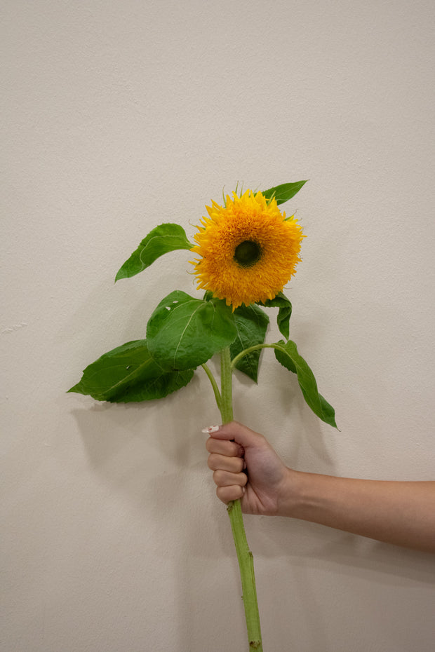 SUNFLOWER SOLANO DOUBLE