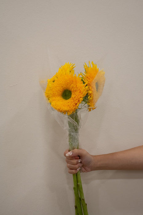 SUNFLOWER SOLANO DOUBLE