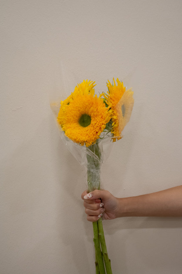 SUNFLOWER SOLANO DOUBLE