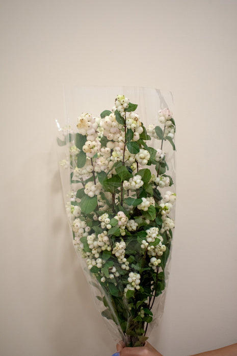 SYMPHORICARPOS MAGICAL AUTUMN BLUSH