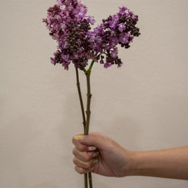 SYRINGA PINK