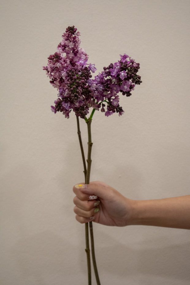 SYRINGA PINK