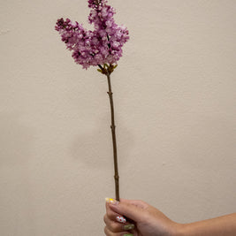 SYRINGA PINK