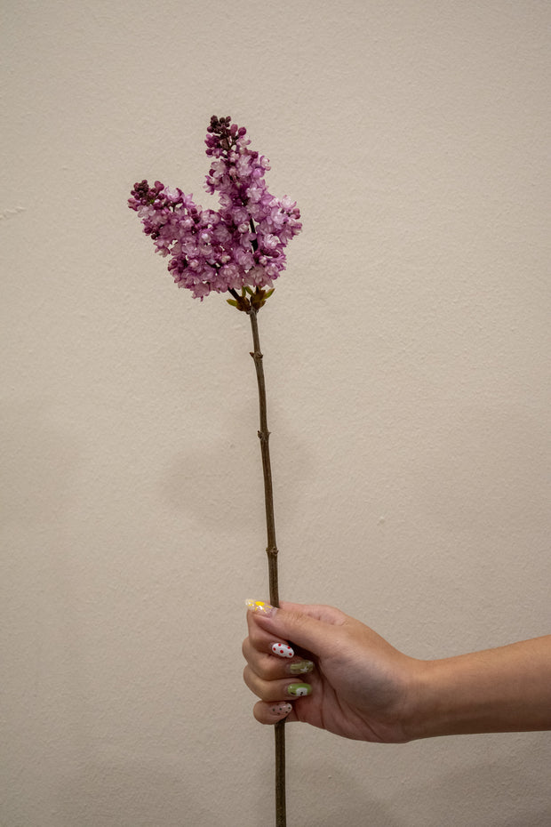 SYRINGA PINK