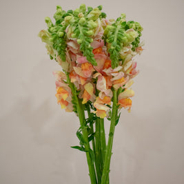 SNAPDRAGON CHAMPAGNE