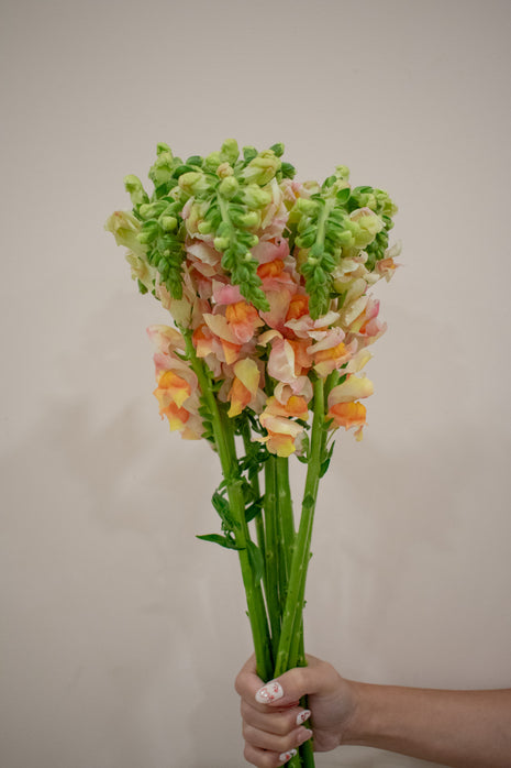 SNAPDRAGON CHAMPAGNE