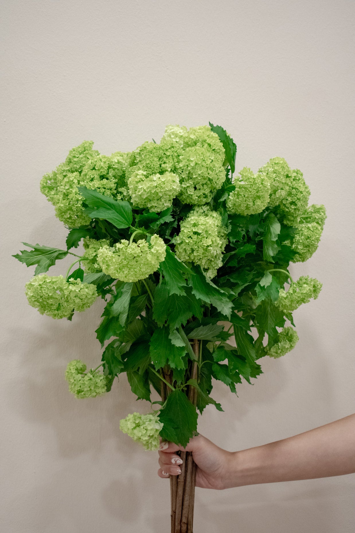 SNOWBALL VIBURNUM