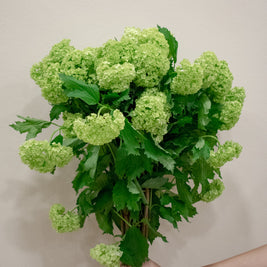 SNOWBALL VIBURNUM