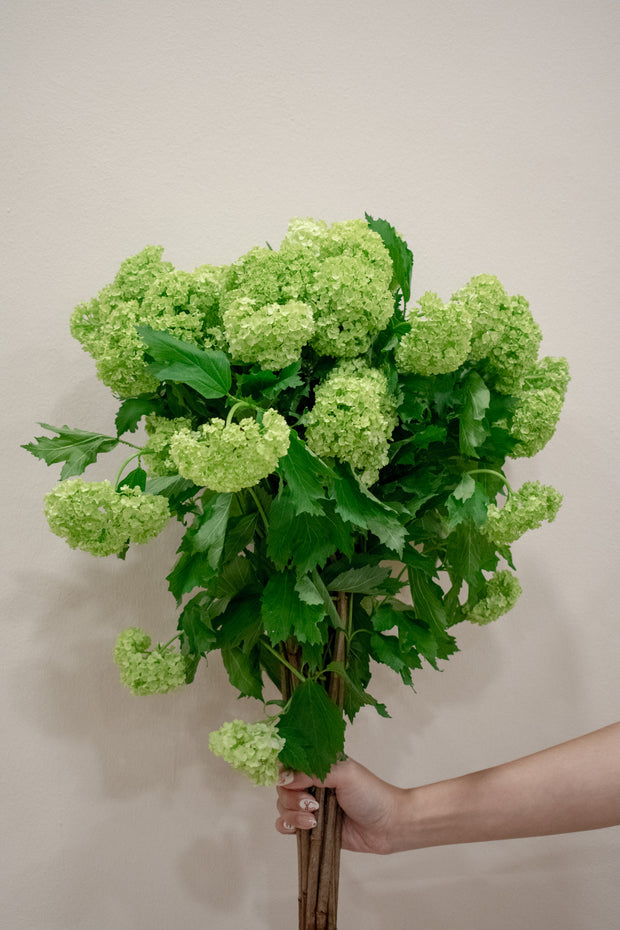 SNOWBALL VIBURNUM