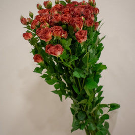 SPRAY ROSE CHOCOLATE