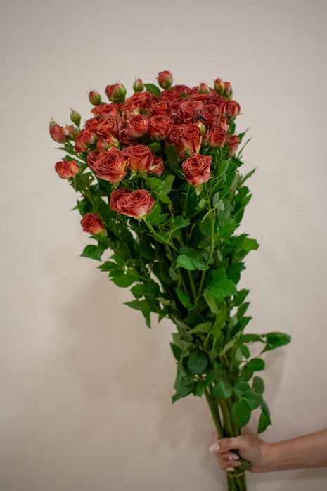 SPRAY ROSE CHOCOLATE