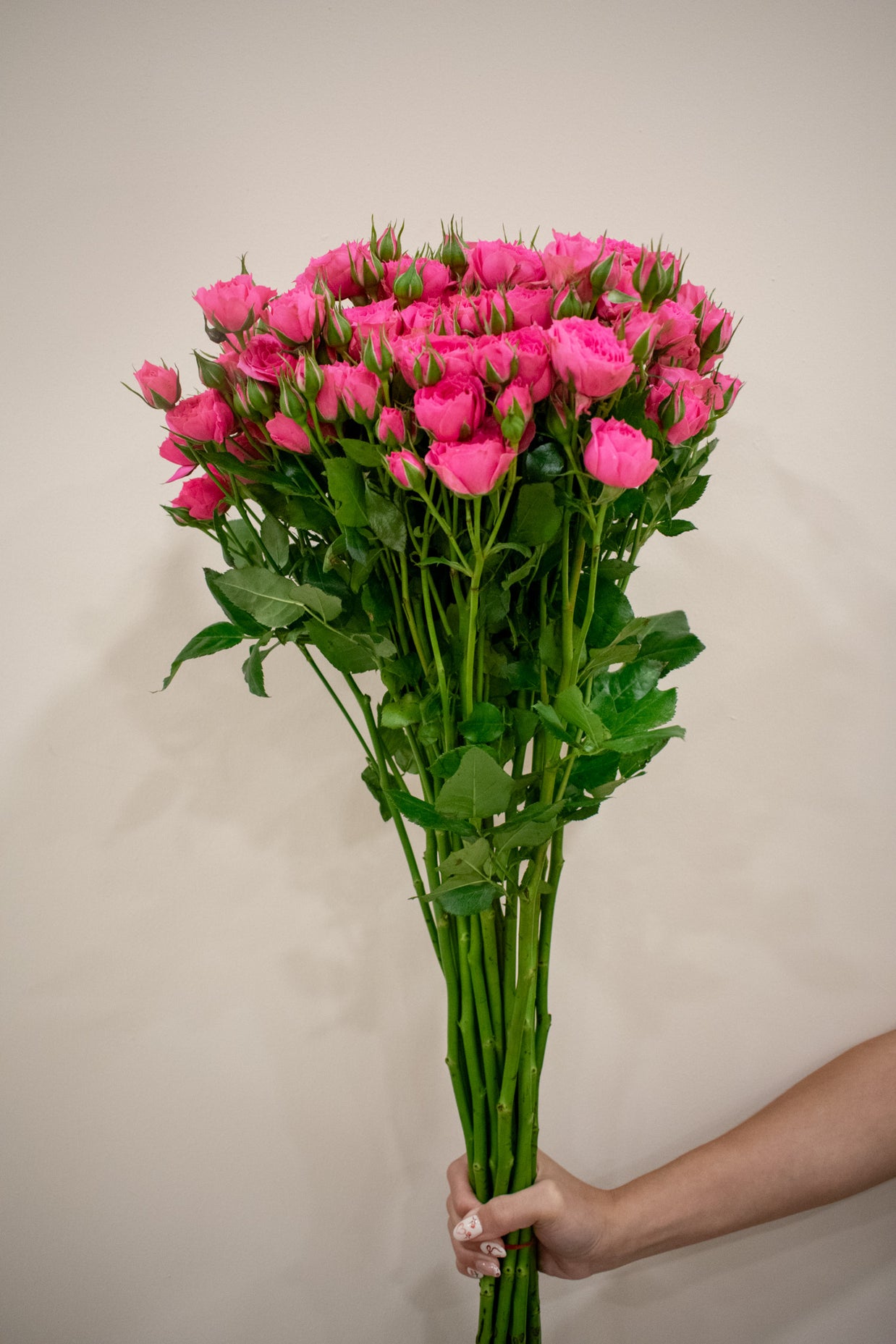 SPRAY ROSE HOT PINK