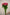 SPRAY ROSE HOT PINK