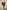 SPRAY ROSE HOT PINK