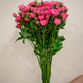 SPRAY ROSE HOT PINK