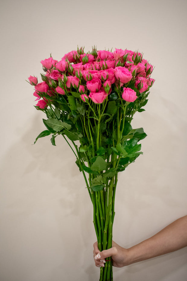 SPRAY ROSE HOT PINK