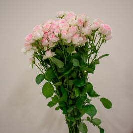 SPRAY ROSE LIGHT PINK