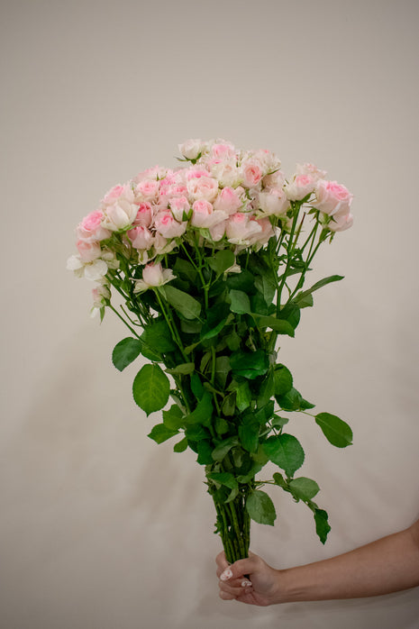 SPRAY ROSE LIGHT PINK