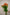SPRAY ROSE ORANGE