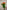 SPRAY ROSE ORANGE