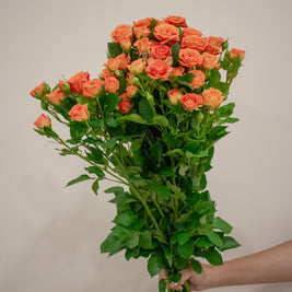 SPRAY ROSE ORANGE