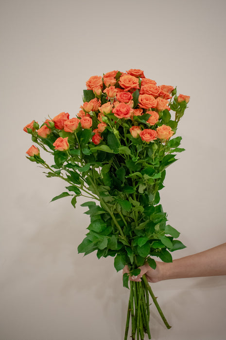 SPRAY ROSE ORANGE