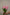 TULIP CROWN DYNASTY