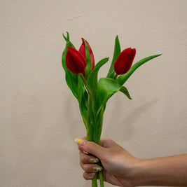 TULIP DARK RED