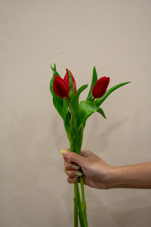 TULIP DARK RED