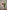 TULIP DARK RED