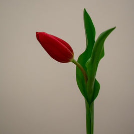 TULIP DARK RED