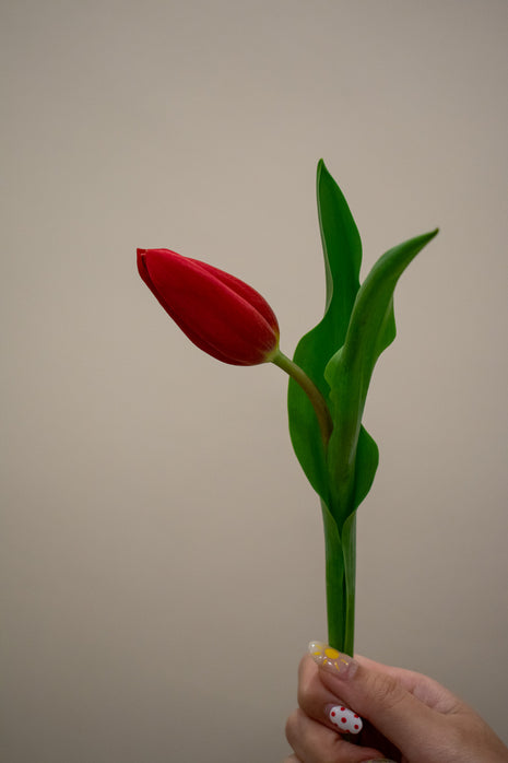 TULIP DARK RED