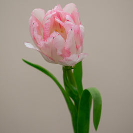 TULIP FOXTROT